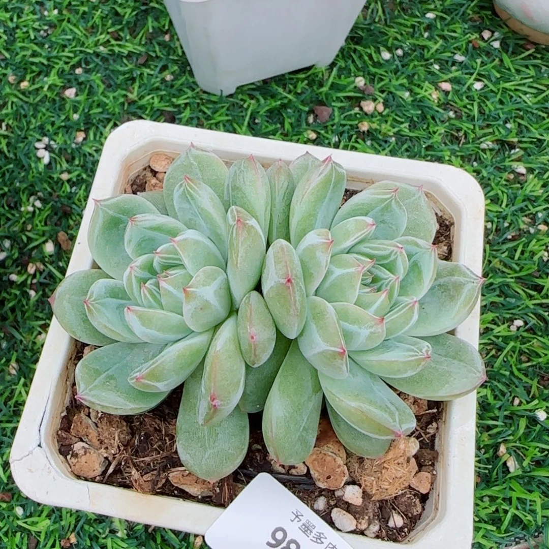 雪花珍妮，9851多肉