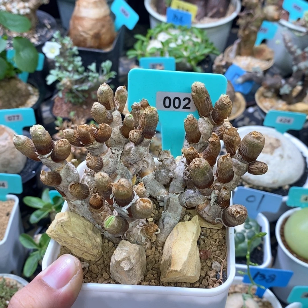 碧光环小兔子一个