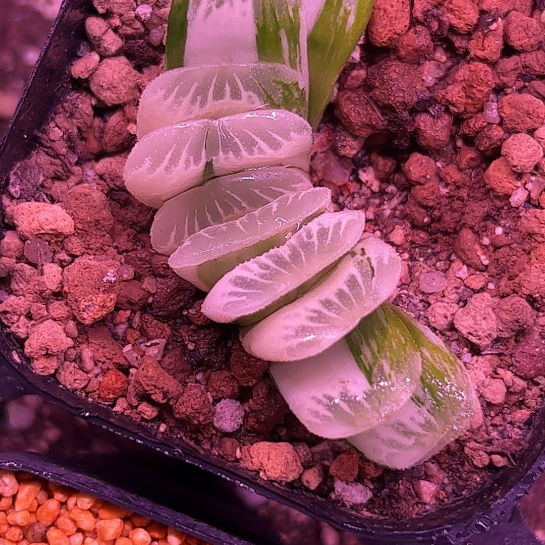 新叶糊斑草玉扇糊斑