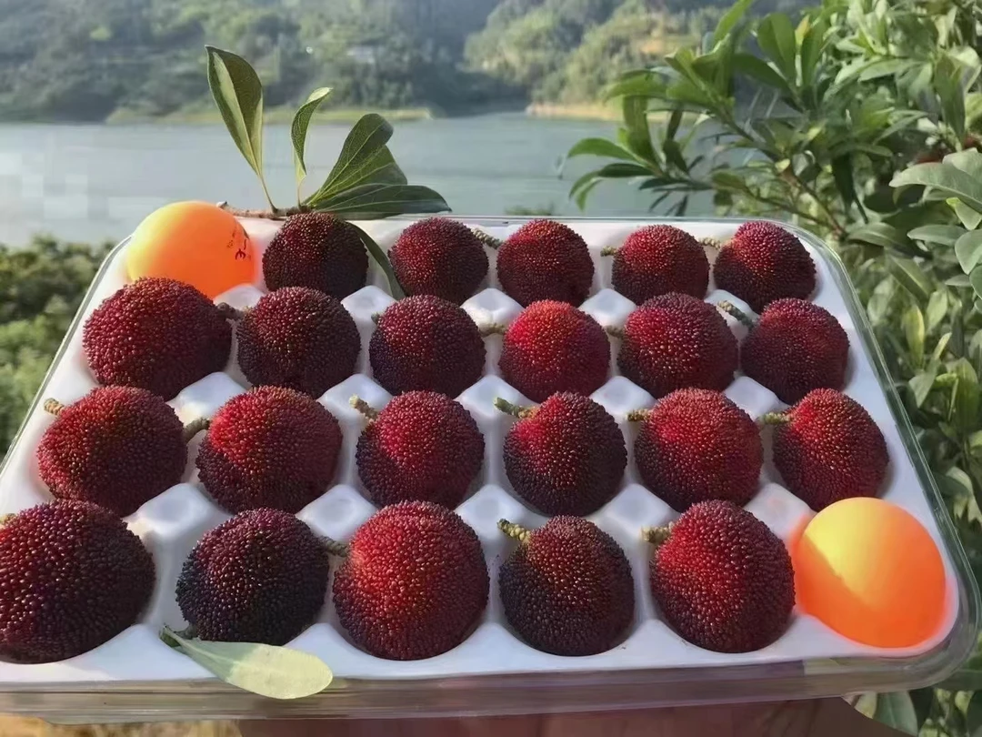 正宗托口东魁杨梅新鲜现摘当季水果