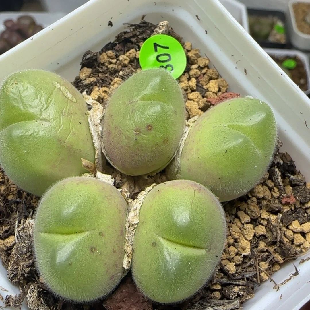 巨无霸毛翠滴群多肉植物807