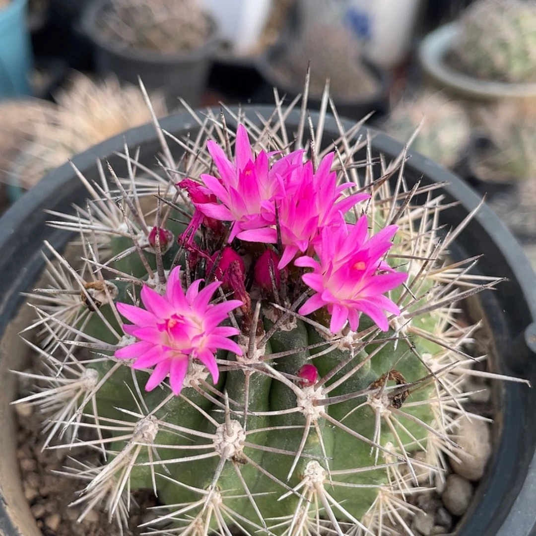 【闪购商品】逆龙玉实生6666