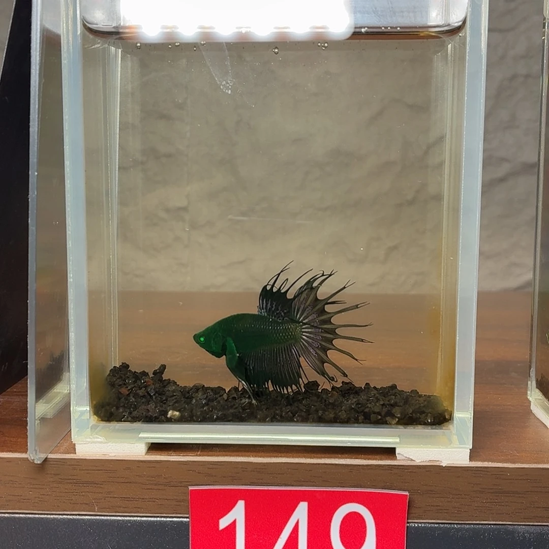 斗鱼绿魔狮王公鱼