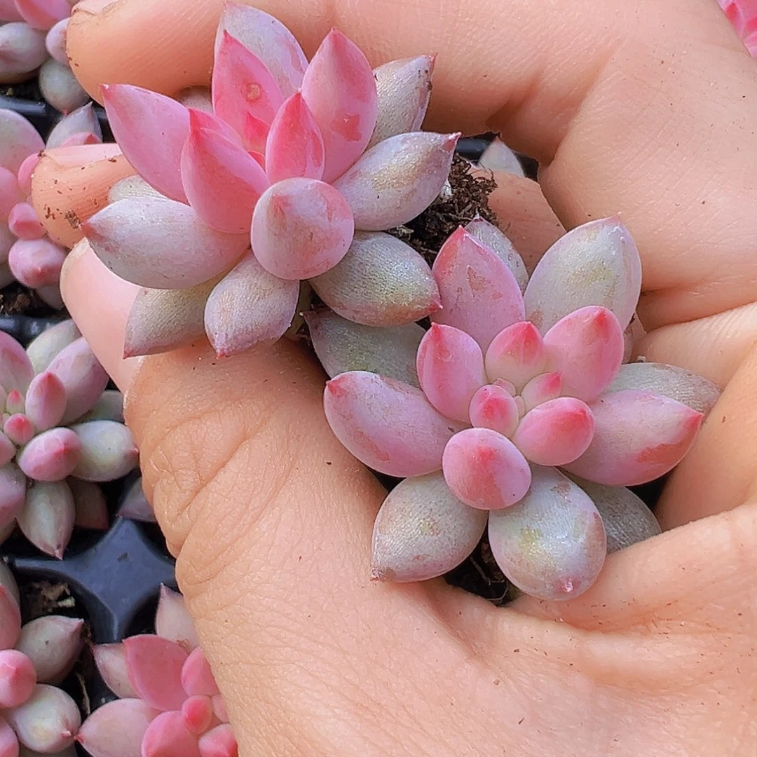 正版车厘子苗5颗多肉