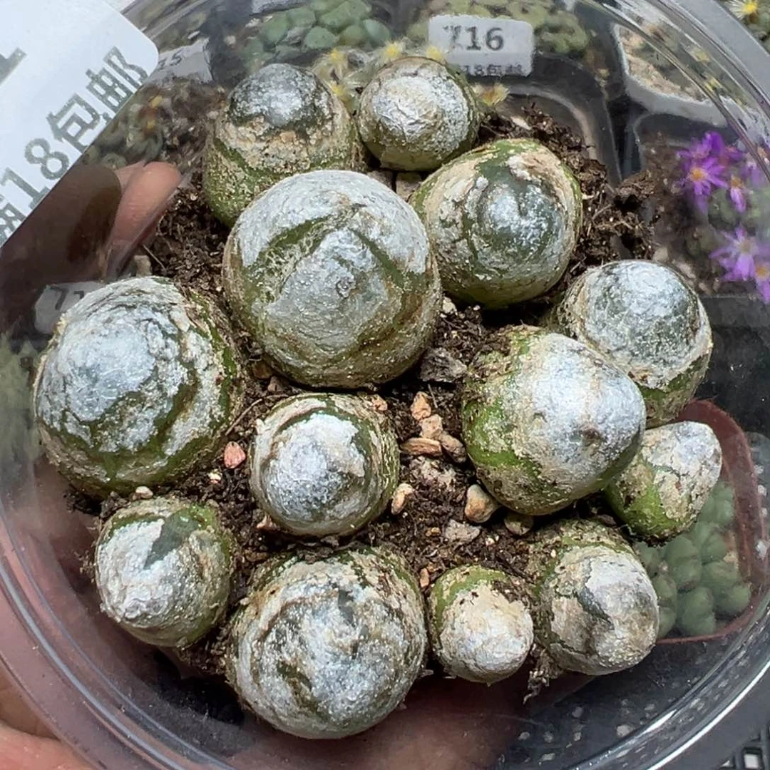【闪购商品】 721。