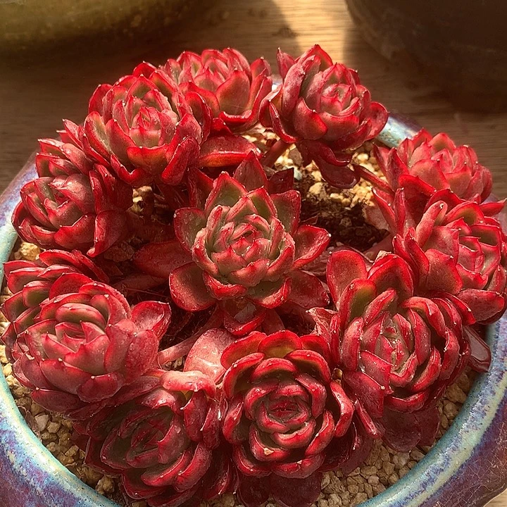极致状态绿龙杂完美手捧