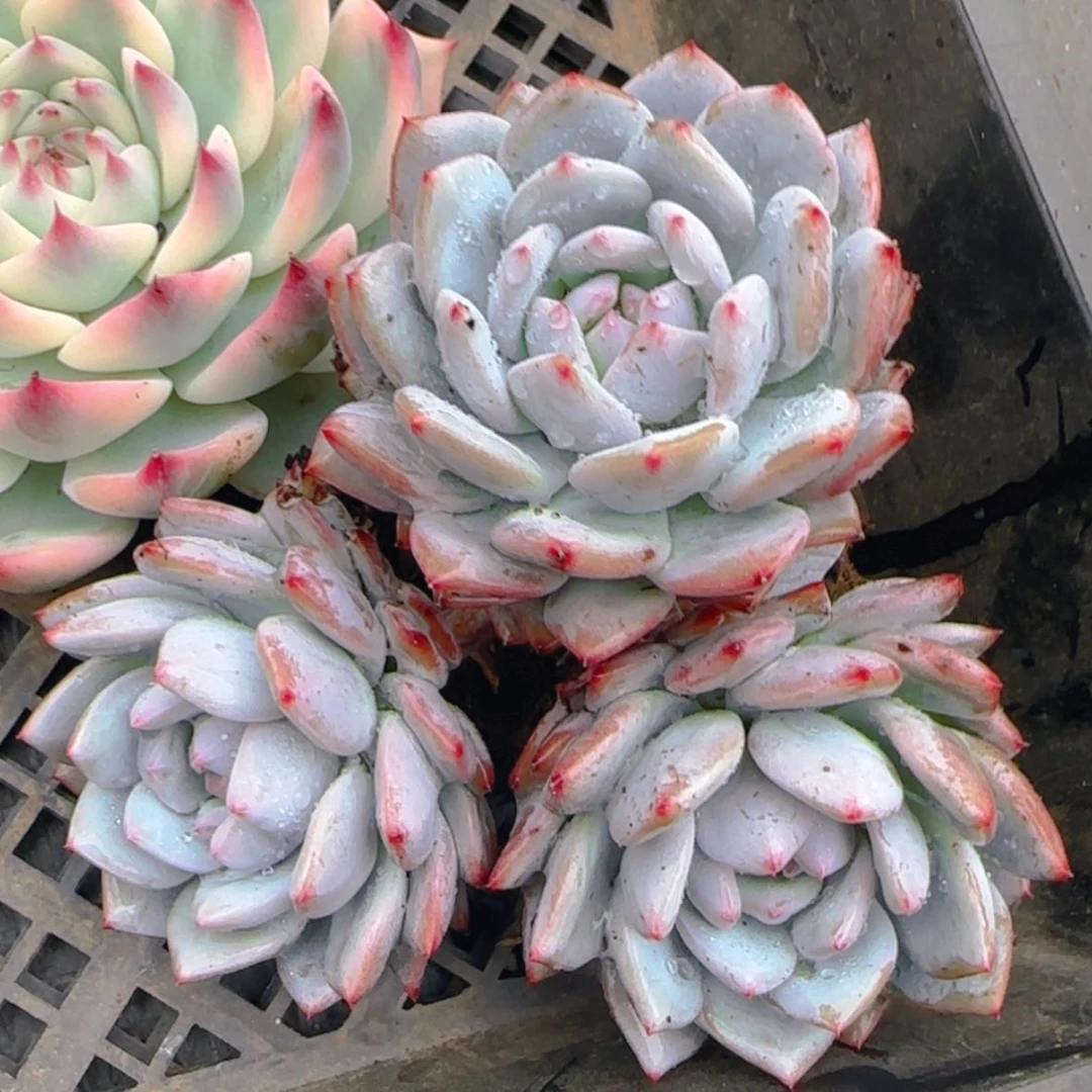 【闪购商品】三头星星橙