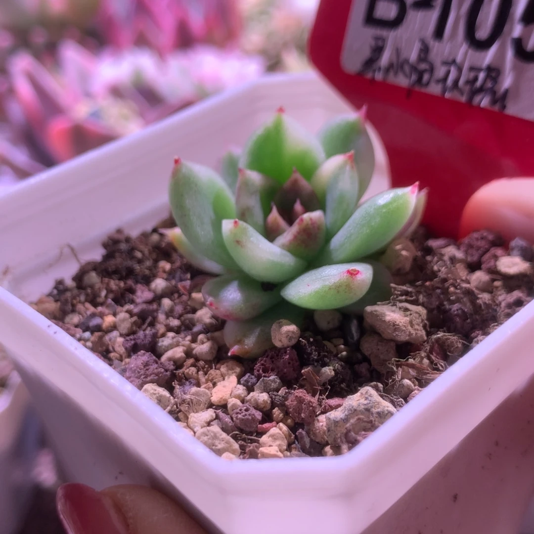 黑水晶玫瑰覆轮锦有根