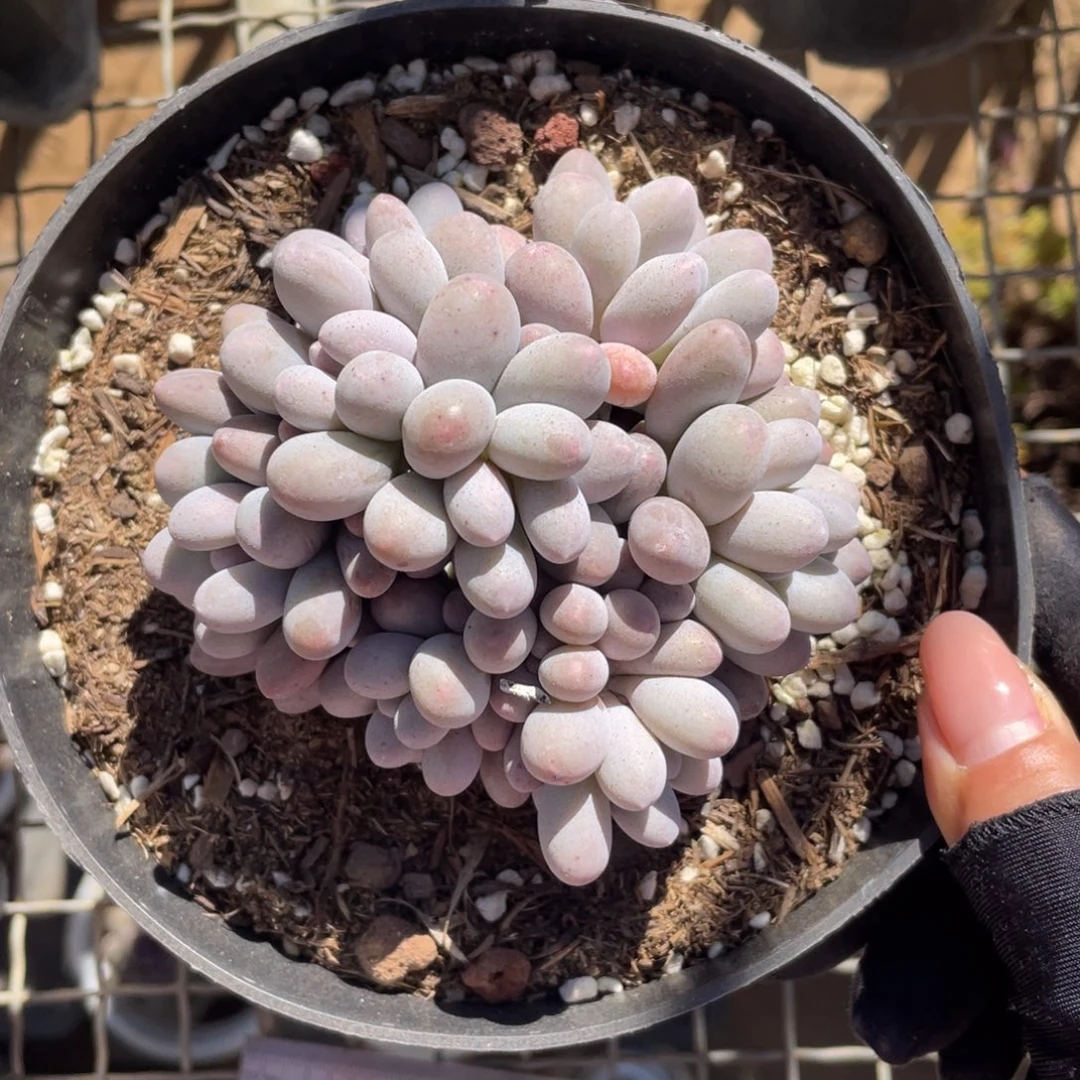 汤圆冠幅10 公分一物一拍