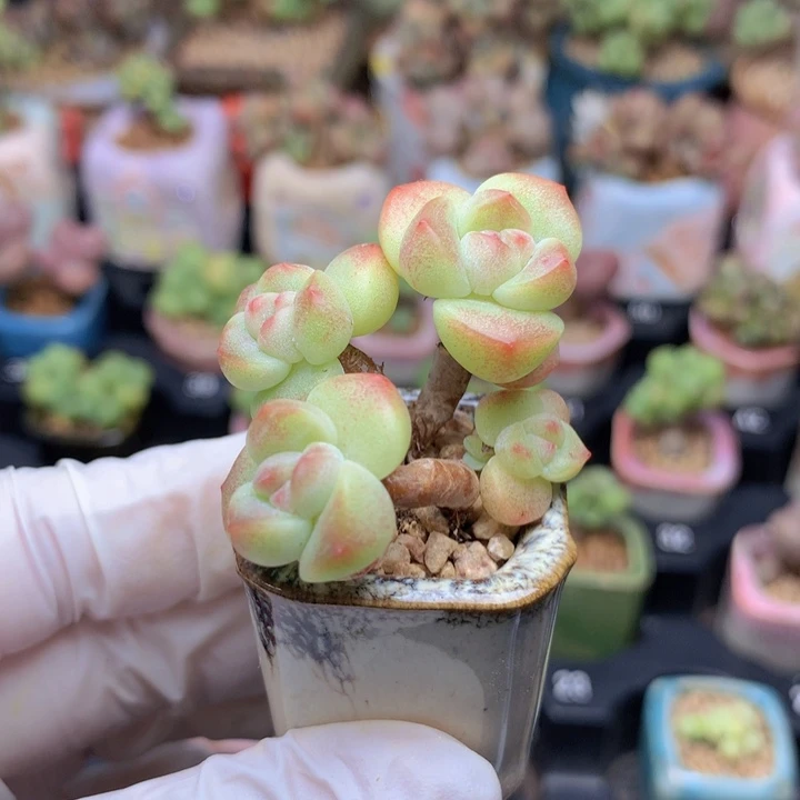 果冻小脸冰玉 木质桩