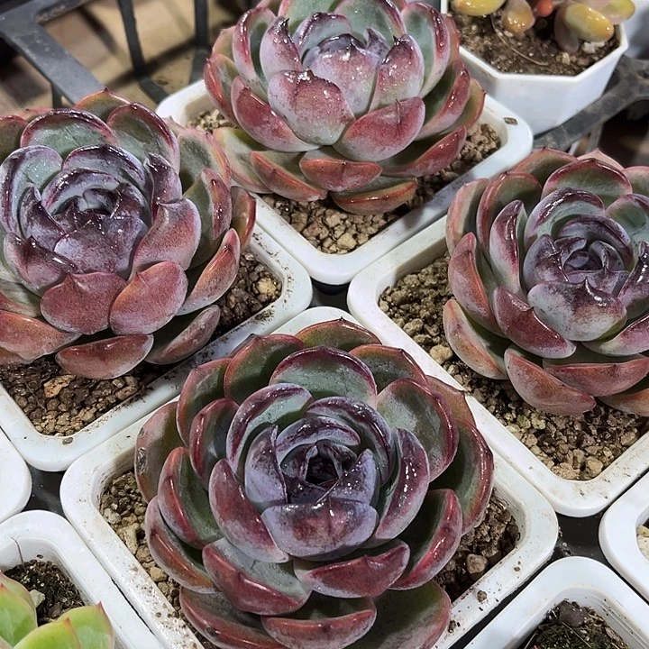 2棵正版大黑橙子多肉植物