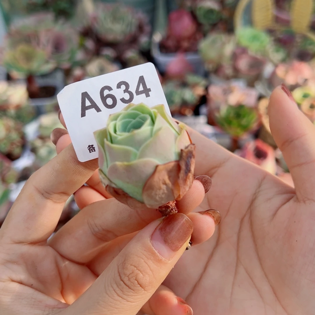 634水蜜桃单棵小老桩。