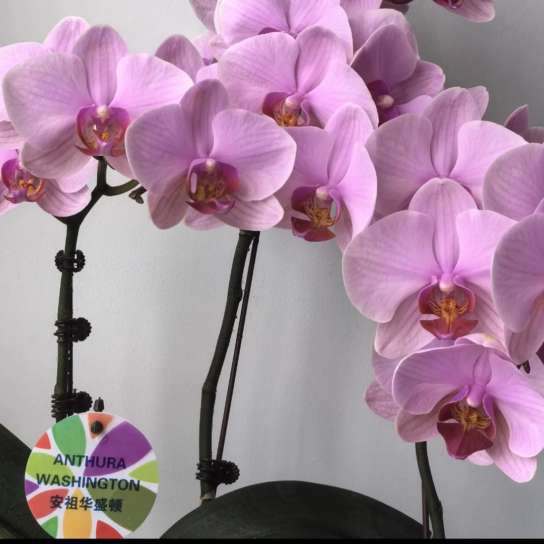 【安祖华盛顿】蝴蝶兰 抽梗苗 3寸杯