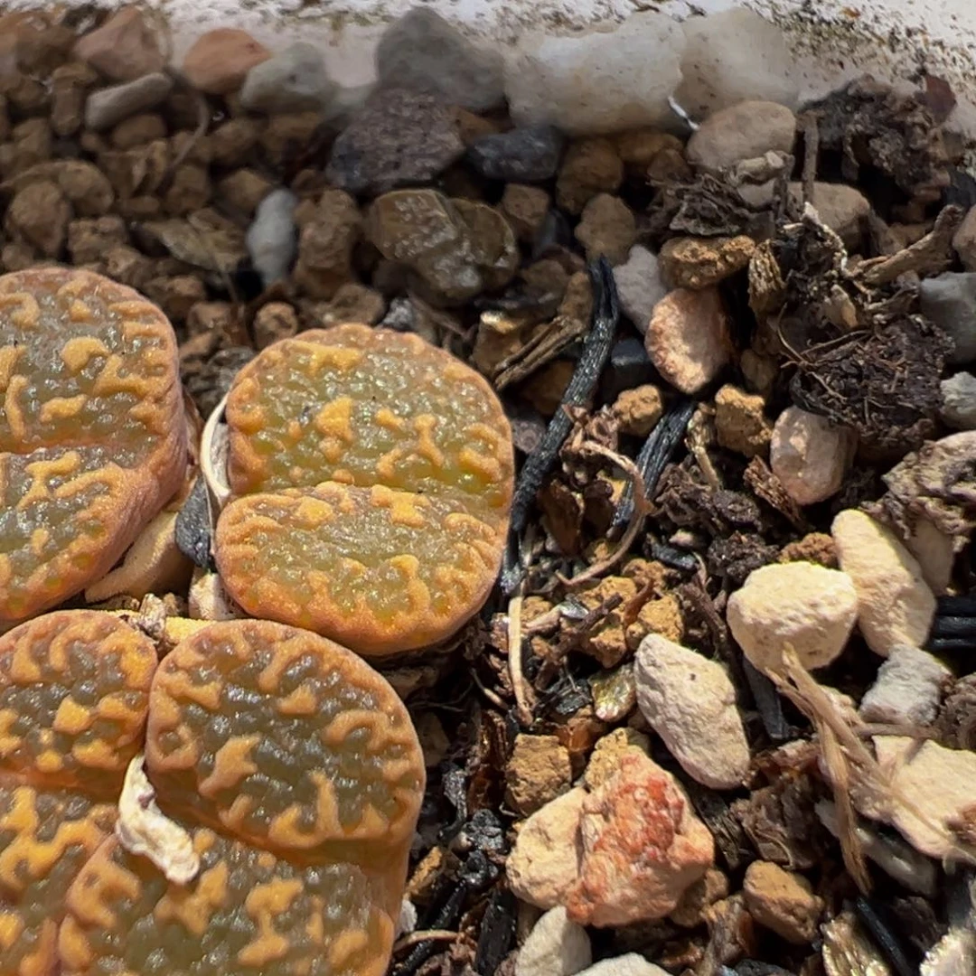 深*色36多肉植物百科知识