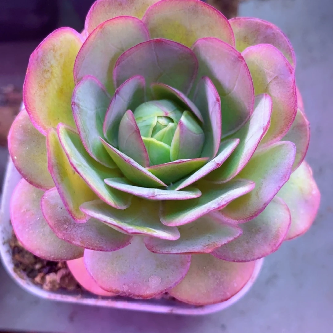 山地玫瑰一物一拍D609孤品