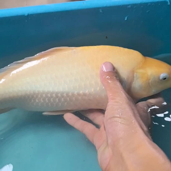 锦鲤锦鲤39公分顺丰到付