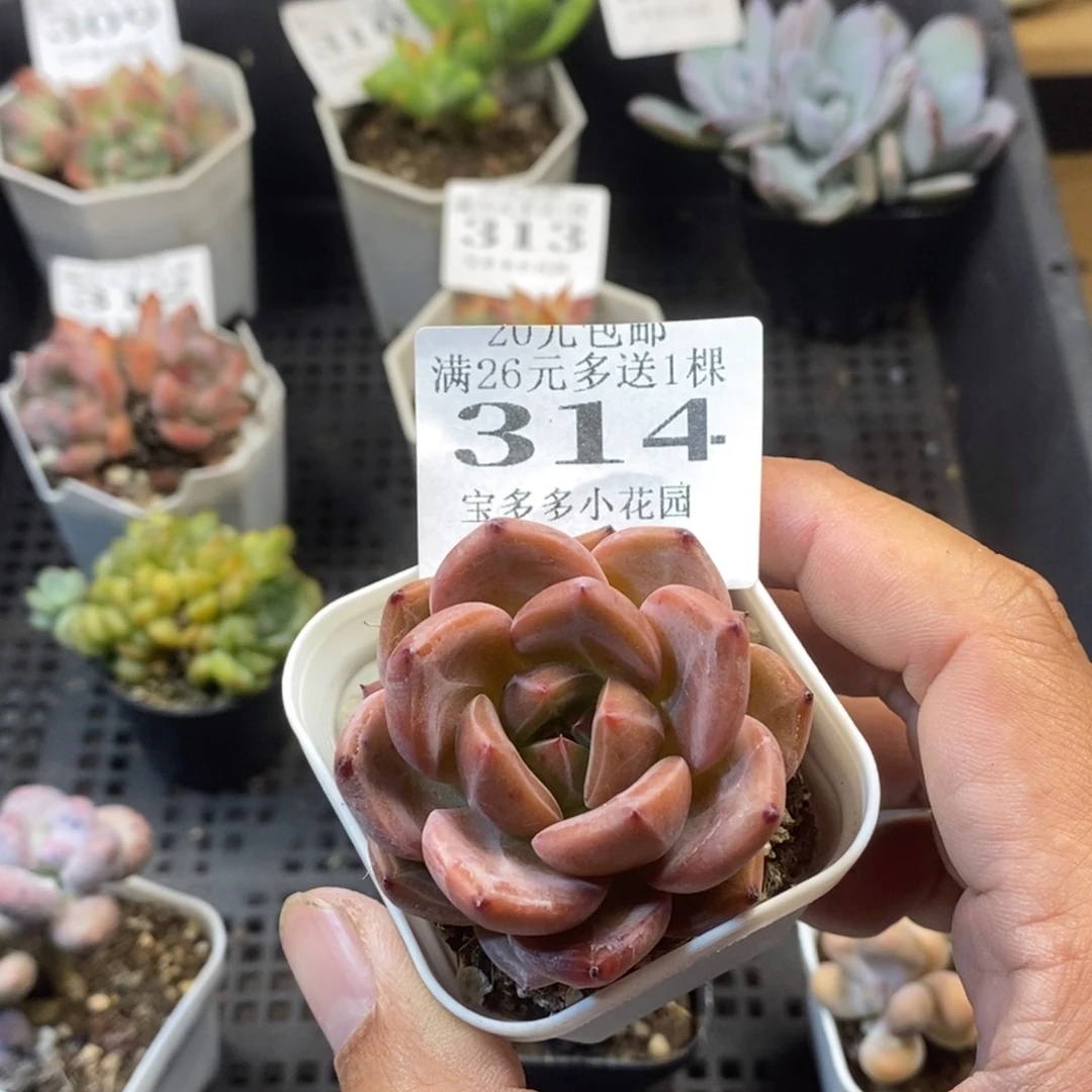 酒红香槟一物一拍满20元包邮满26送一颗