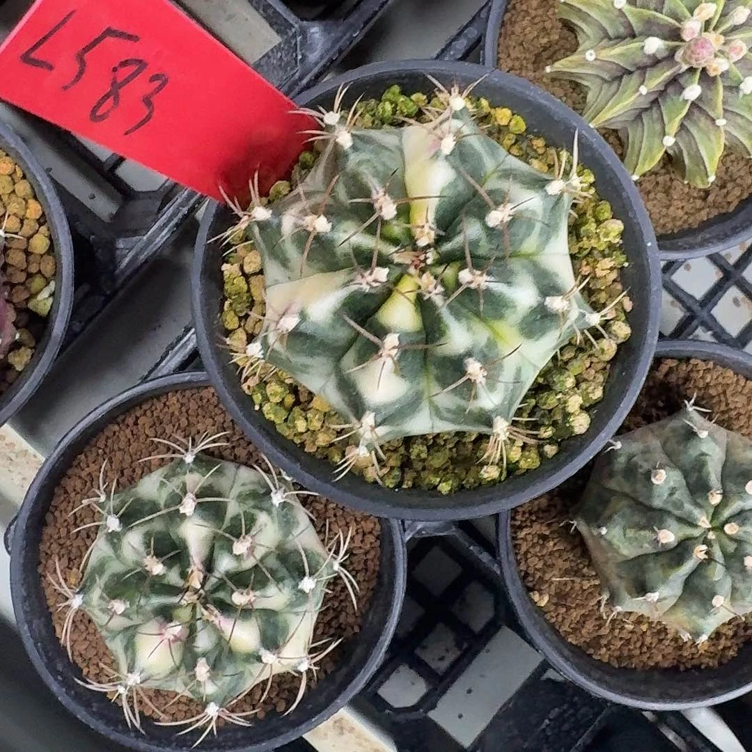 L583-1113广东发货 tika