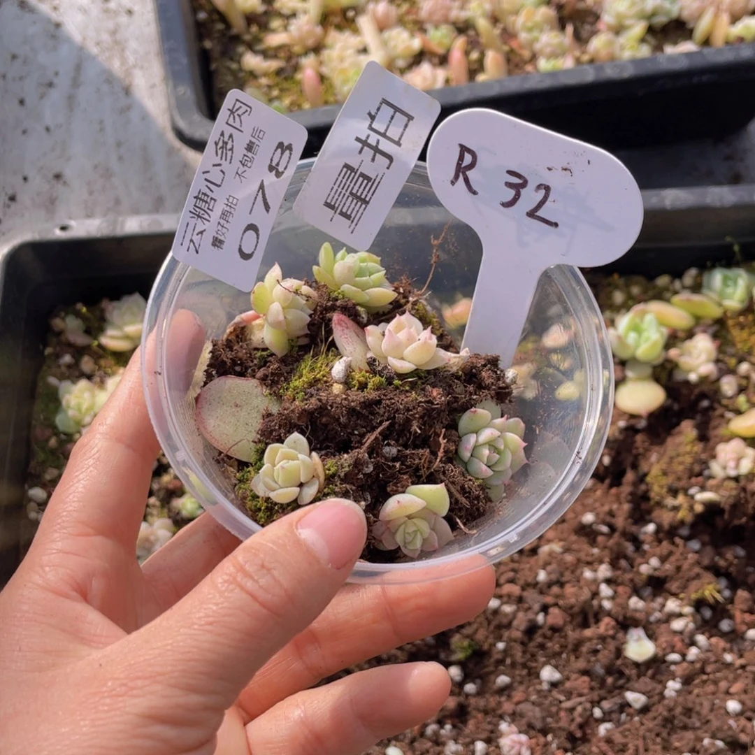 云糖心多肉植物078