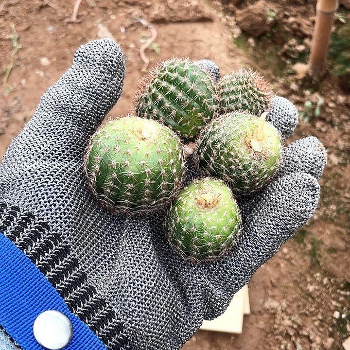 ?***?凤羽2420侧芽歪3公分左右