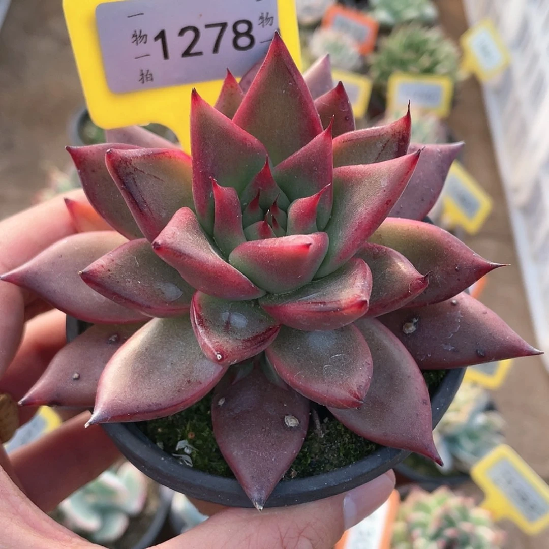 【闪购商品】1278号