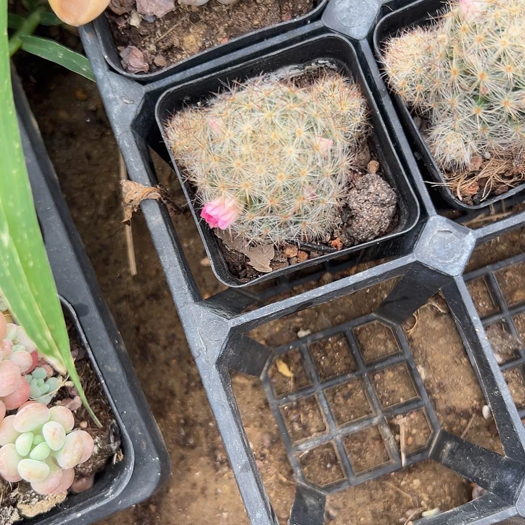 多肉植物多肉植物