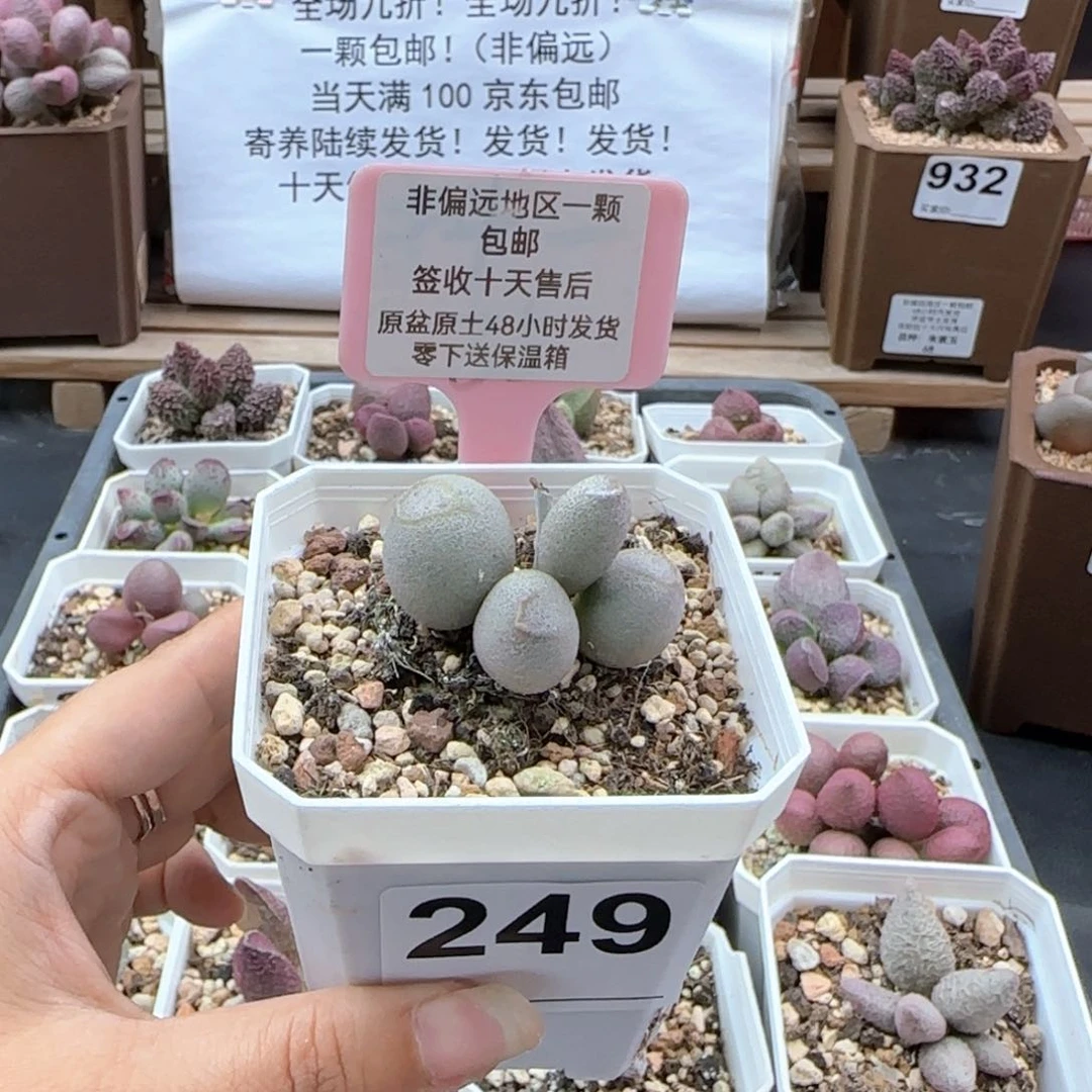 249哈密瓜多肉植物