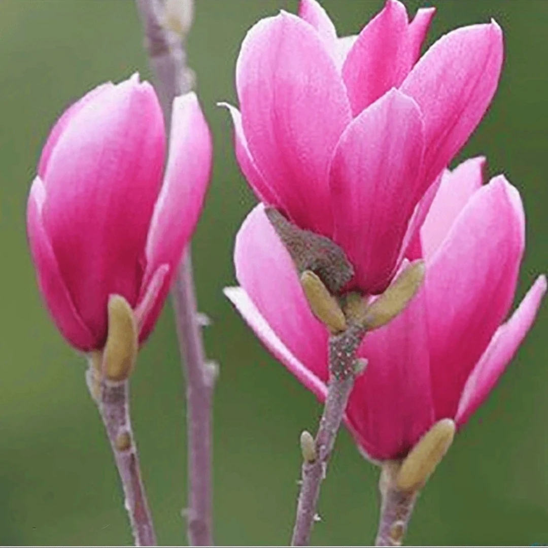 如意玉兰花树苗紫玉兰