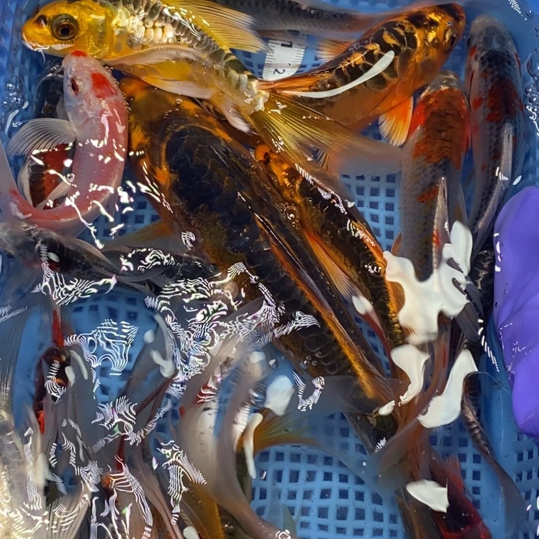 锦鲤冷水锦鲤包邮