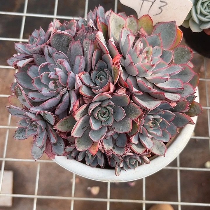 两单包邮，一物一拍赫拉13