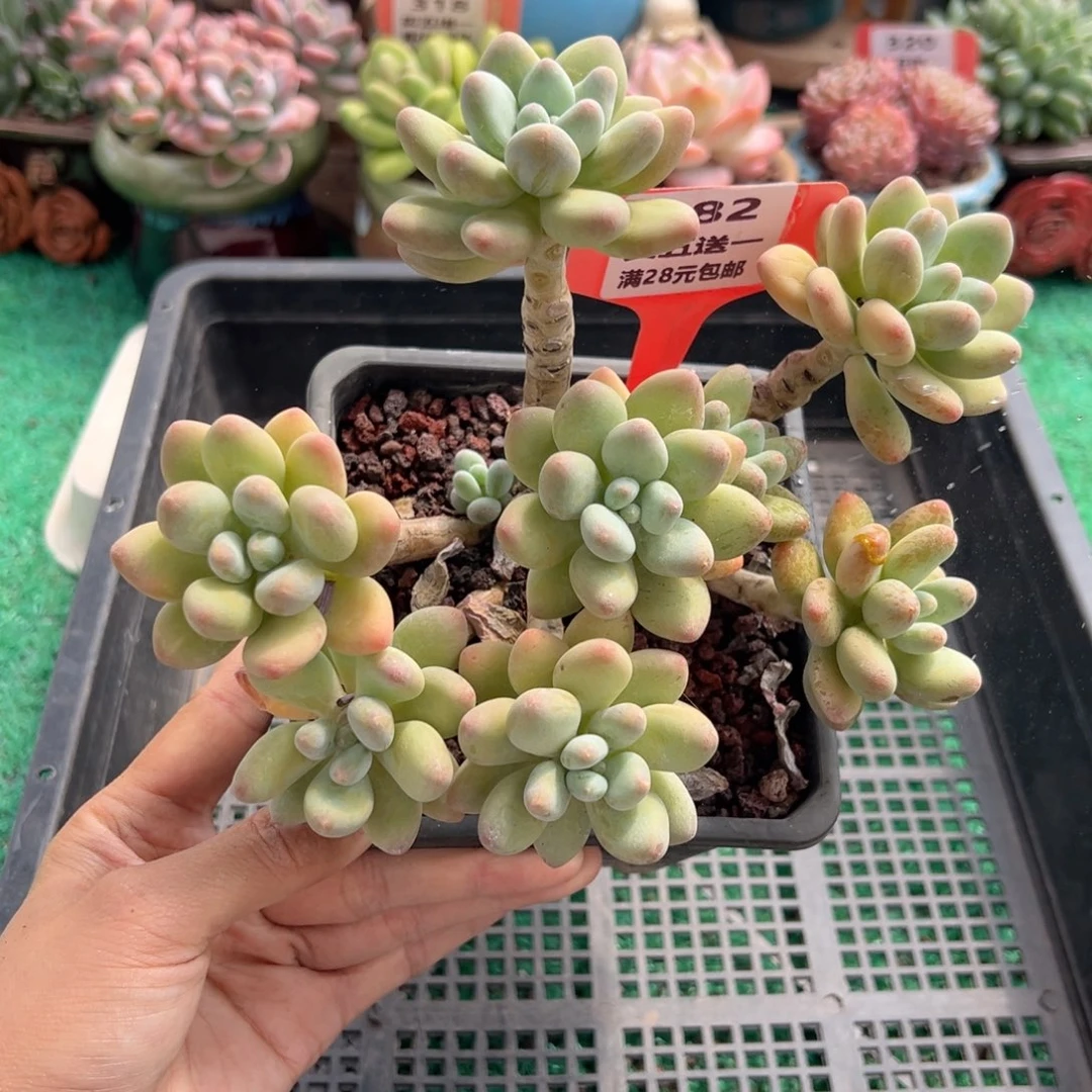 表妹精品多肉植物382.