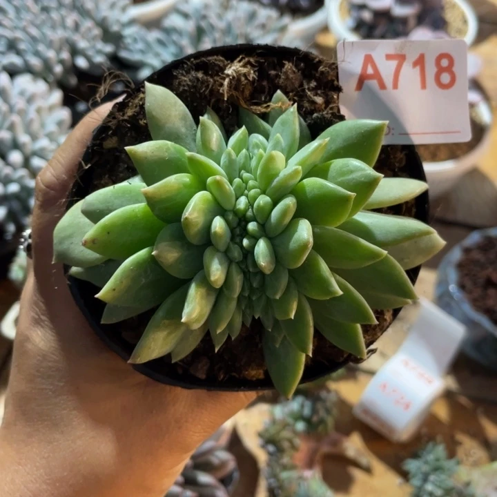 哈哈哈哈哈哈哈哈哈718