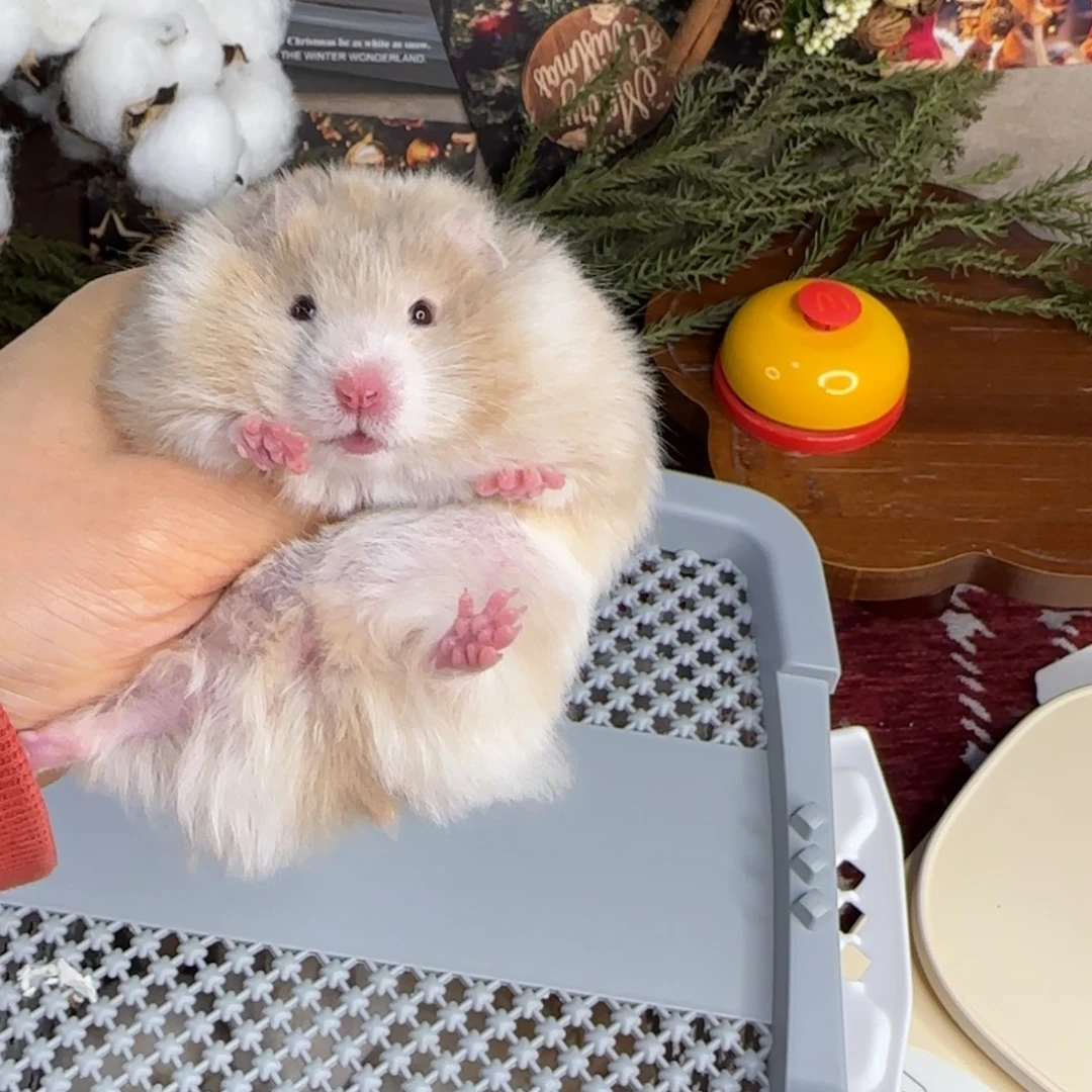 鸽灰波妹妹11.18生日