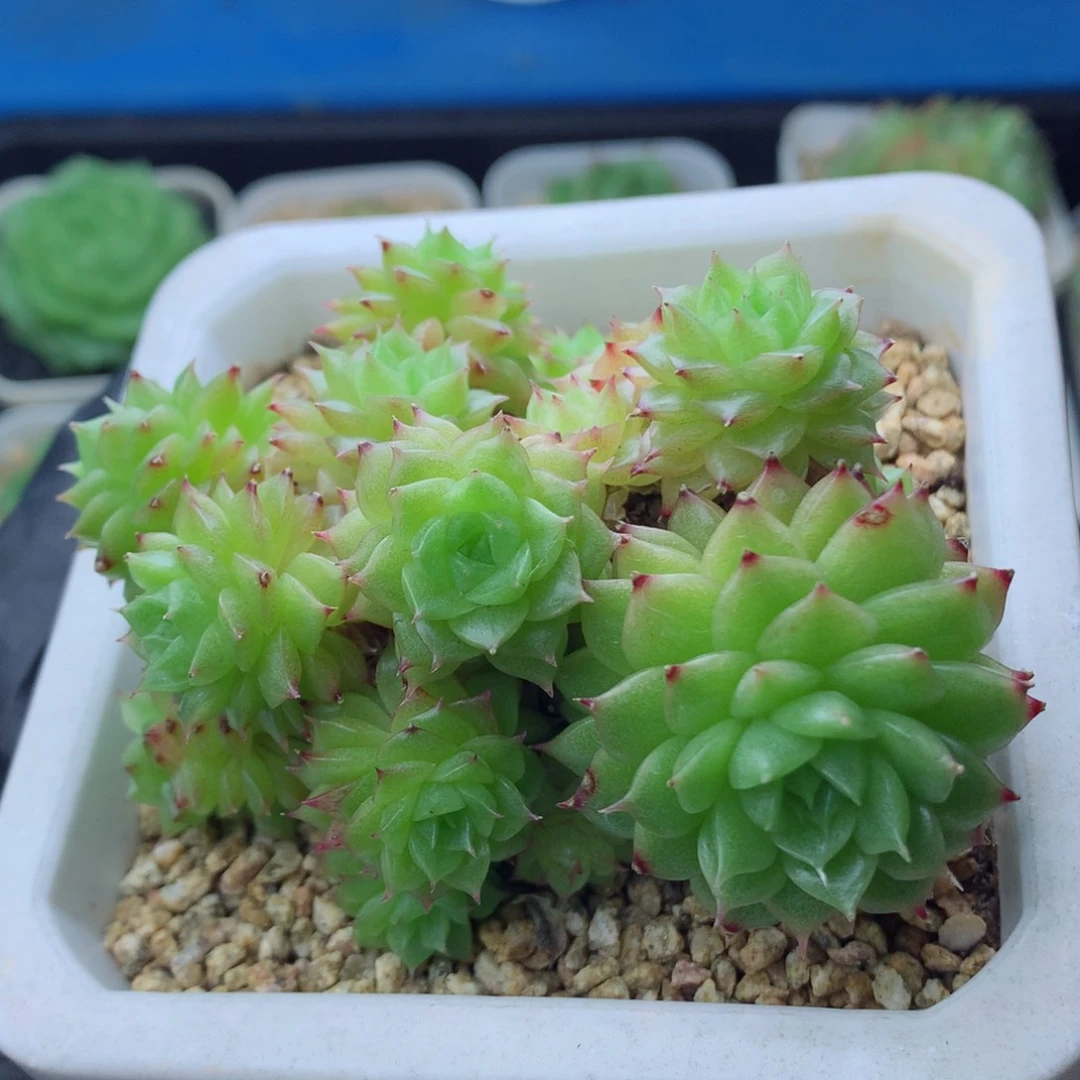58包邮  群生不包整麦秆群43