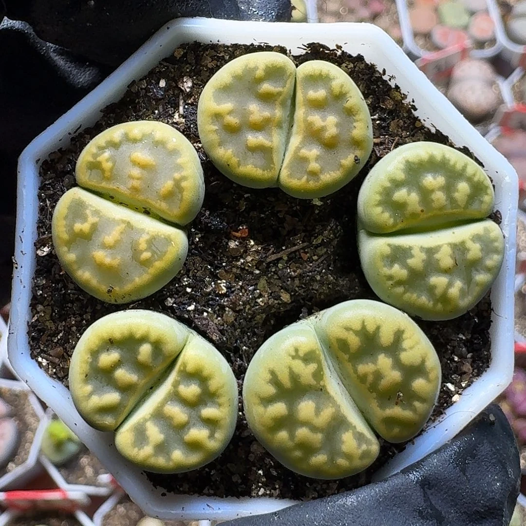 生石花111111。  82