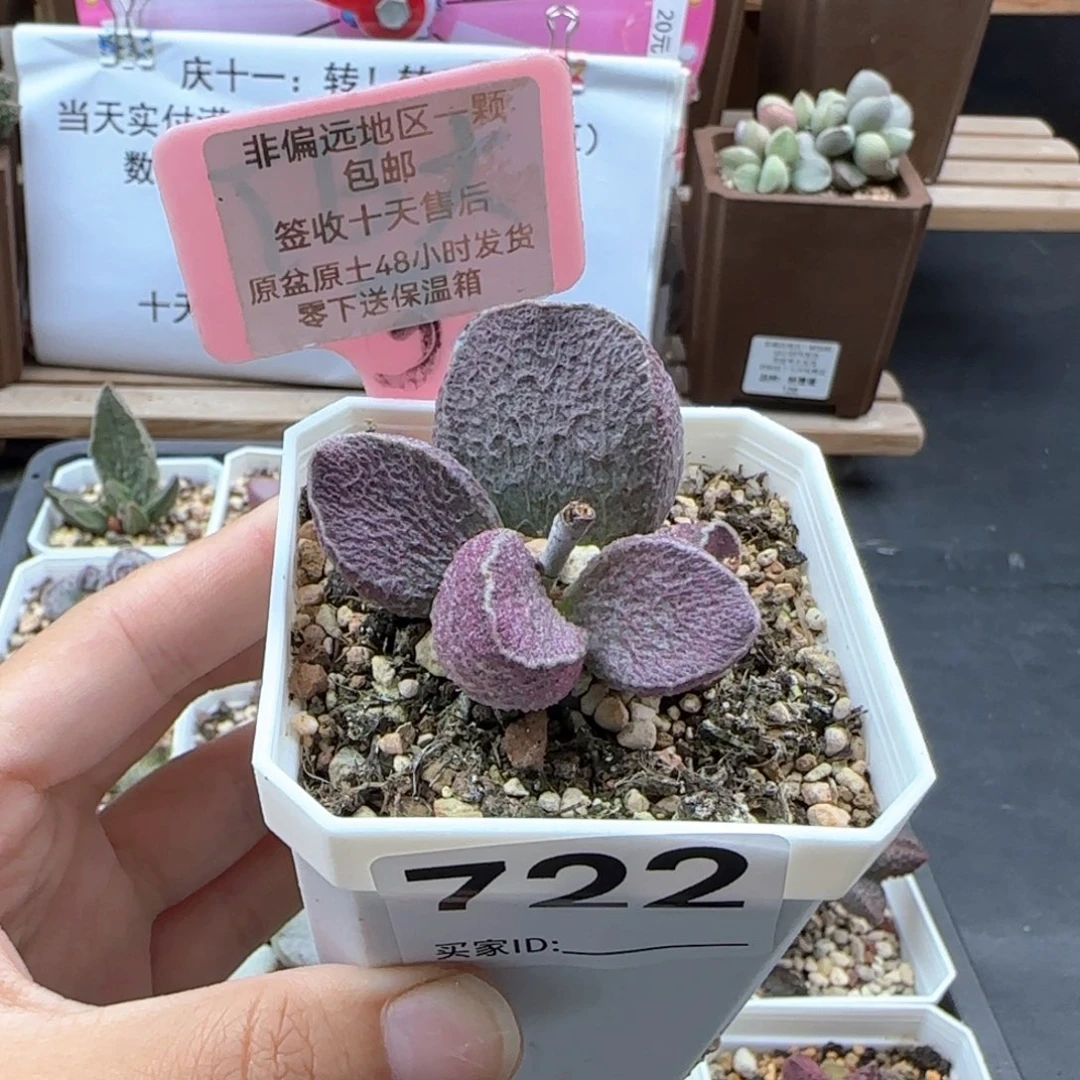 蛐*722哈莫猪肝多肉