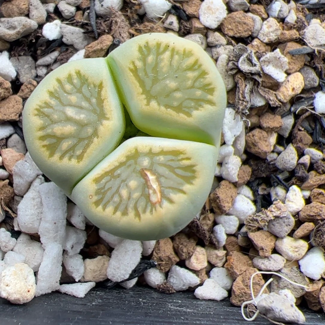 0442号绿菊奔 多肉植物