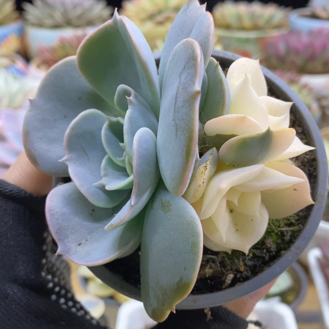 654三头双子座阴阳锦