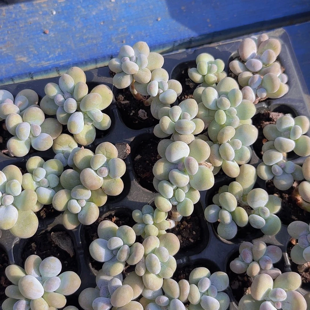 原始奶双头一颗量拍