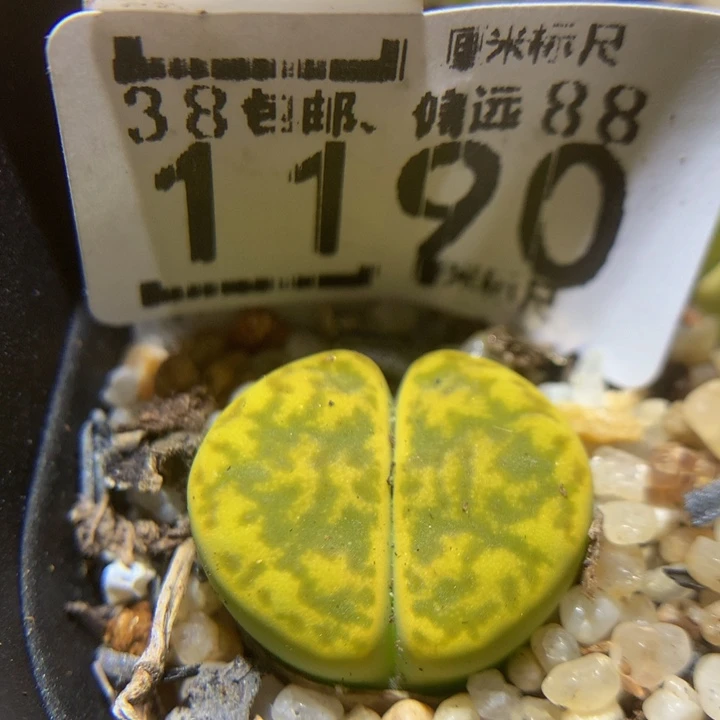 Sss精品生石花1190