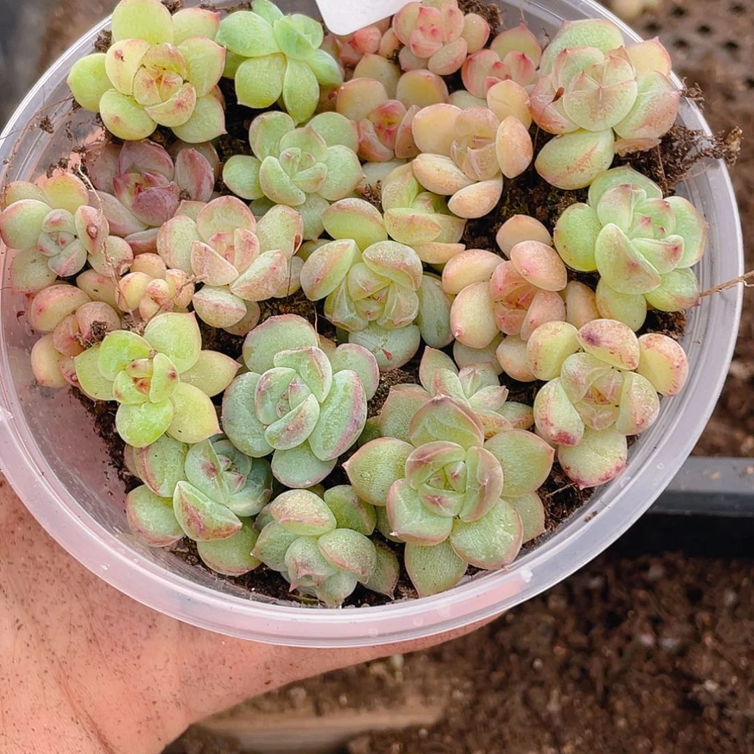 多肉植物多肉植物103