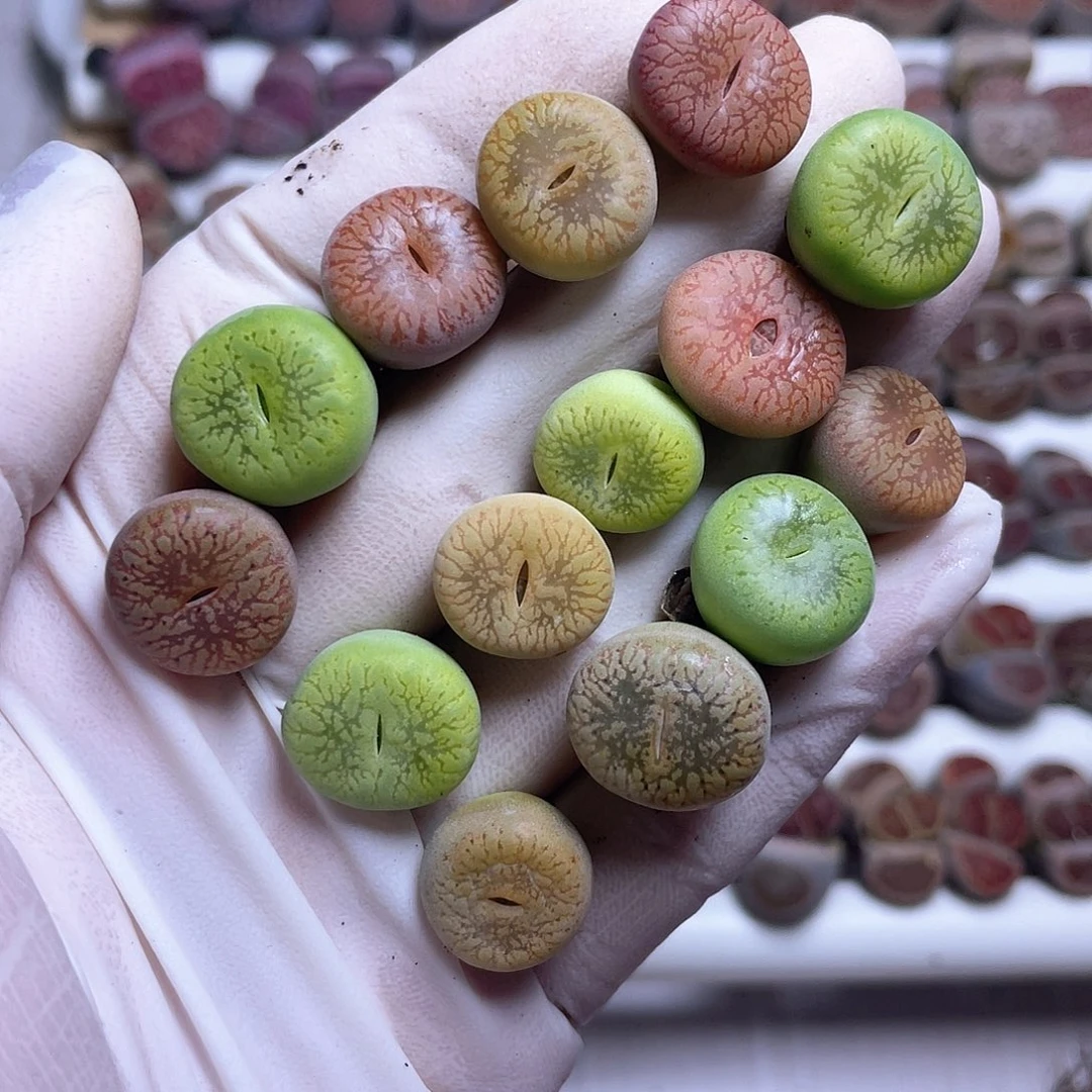 583 彩色流水…………