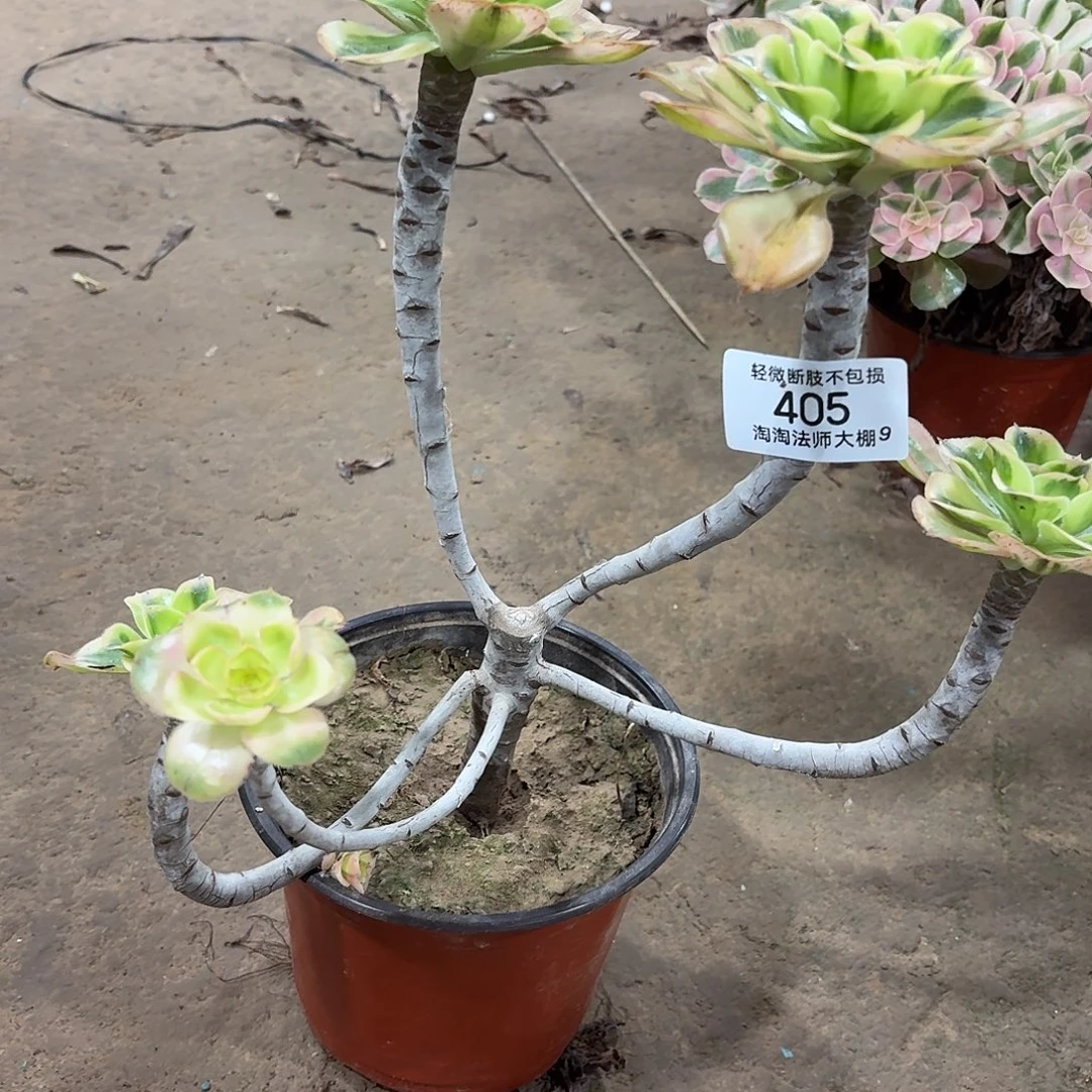 405燕姿锦多肉植物法师