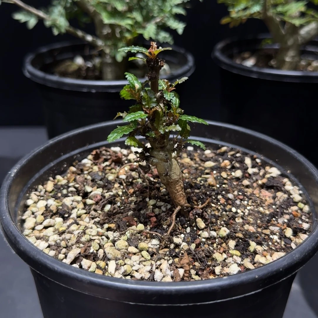 娜娜乳香实生带盆