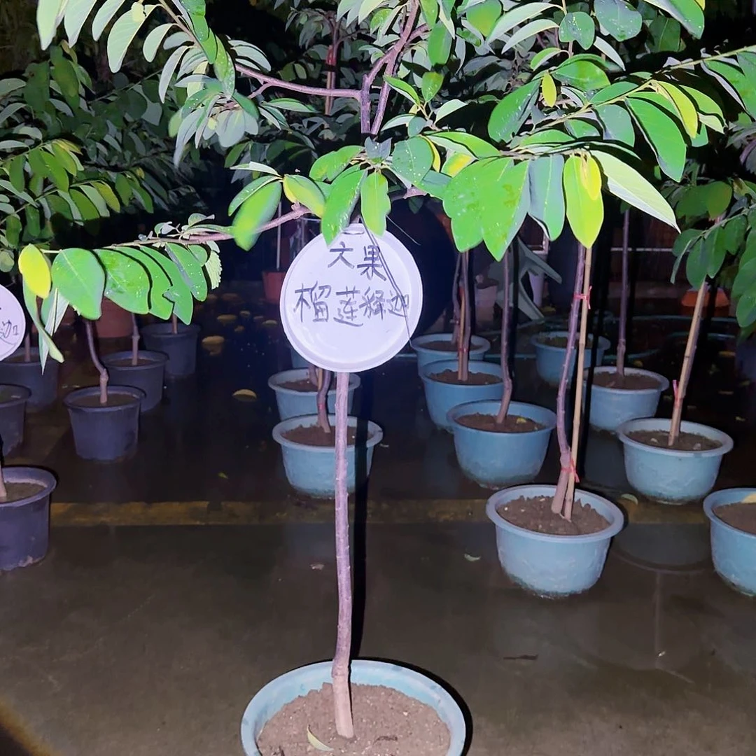 肖***华无花朵果树111111111