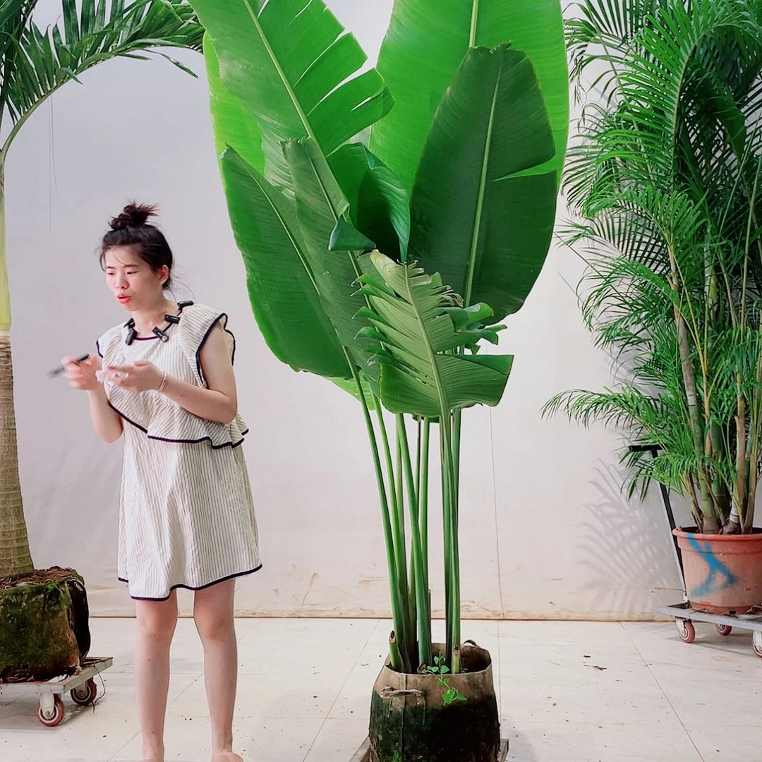 无花朵艾*66554433344456