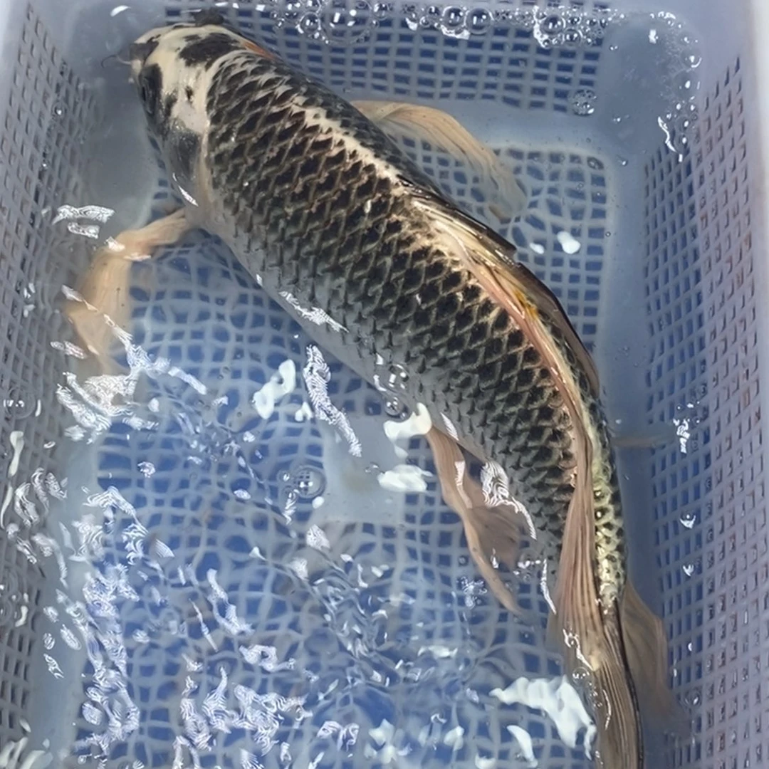 锦鲤冷水锦鲤包邮