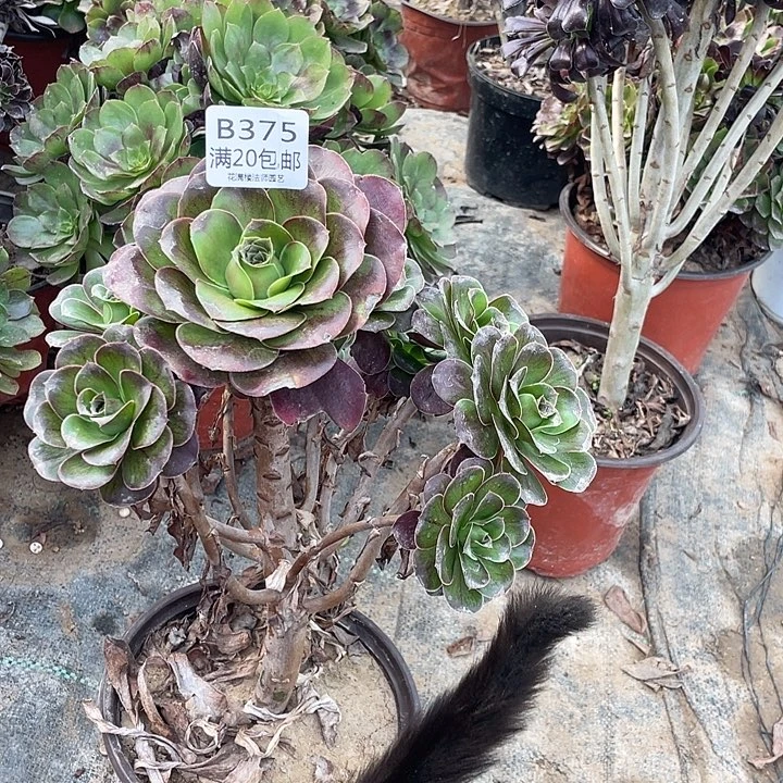 375魅金玫瑰多肉法师