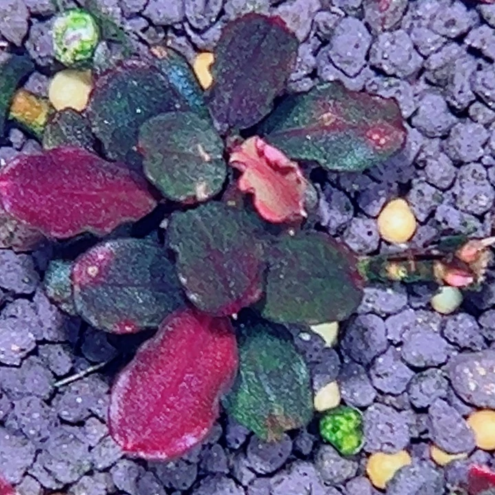 福利70号福利价植物一头