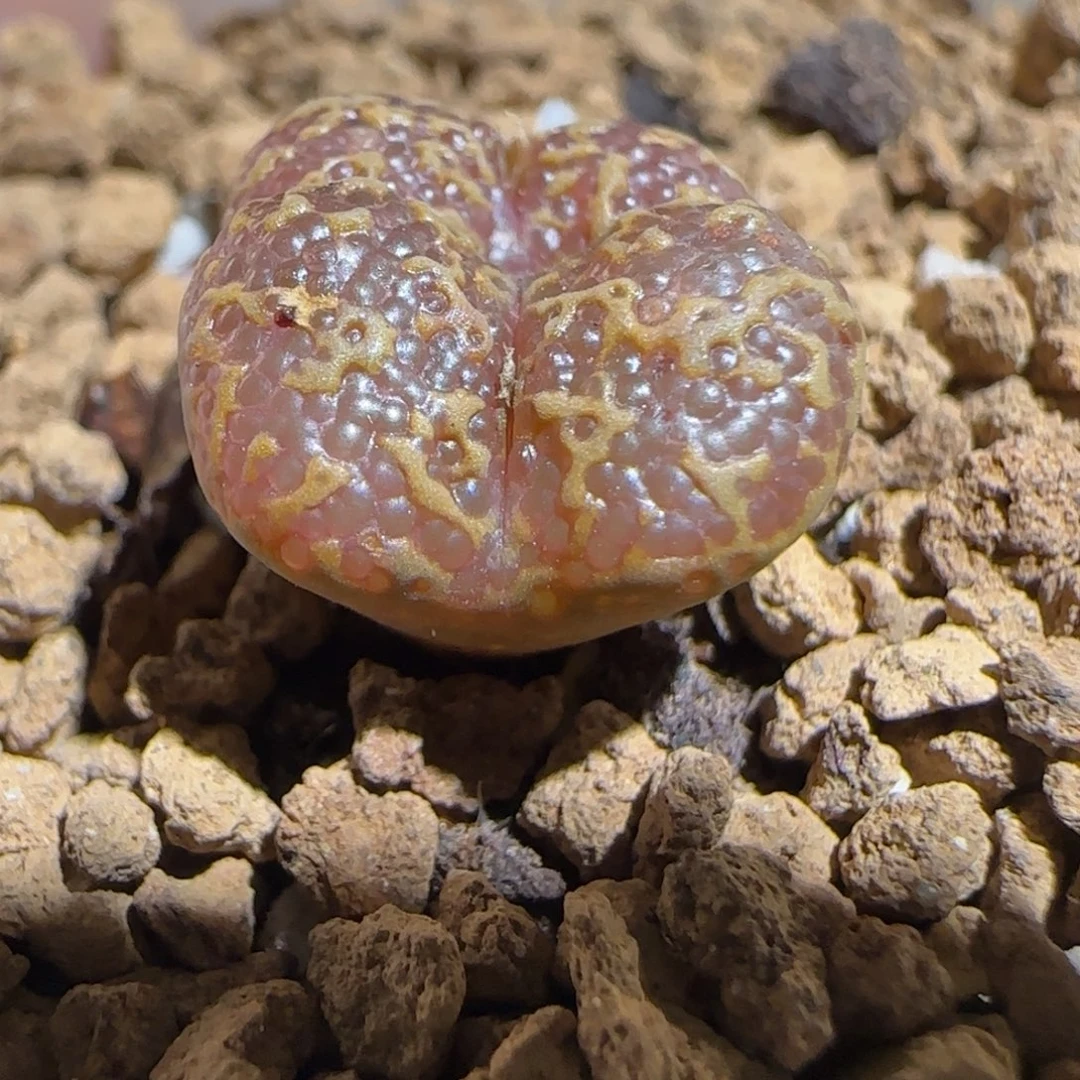 肉锥多肉植物组合-泡泡勋1330